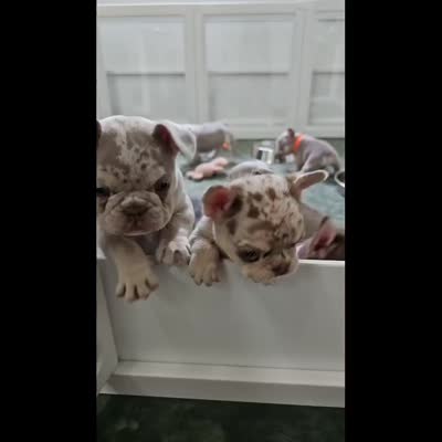 Leonard Newshade Isabella & Tan Merle Health Clear, a male French Bulldog for sale in Jackson, TN – 5 of 5