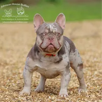 Mr. Mahi - Newshade Isabella & Tan - Health Clear, a male French Bulldog for sale in Jackson, TN – 2 of 3
