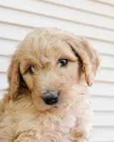 Biscuit, a female Goldendoodle and Miniature Aussiedoodle for sale in Orchard City, CO – 2 of 7