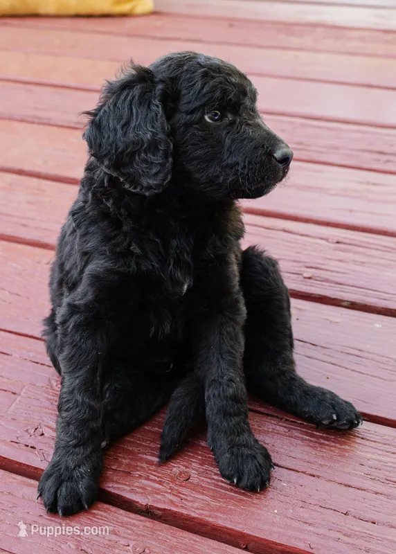 Cocoa Bean "Bean" – Goldendoodle, Miniature Aussiedoodle puppy for sale in Orchard City, CO
