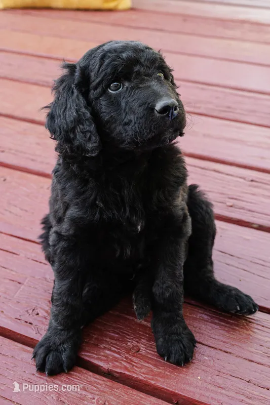 Cocoa Bean "Bean" – Goldendoodle, Miniature Aussiedoodle puppy for sale in Orchard City, CO