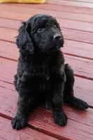 Cocoa Bean "Bean", a male Goldendoodle and Miniature Aussiedoodle for sale in Orchard City, CO – 2 of 7