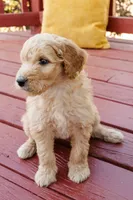 Biscuit, a female Goldendoodle and Miniature Aussiedoodle for sale in Orchard City, CO – 4 of 7