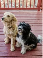Cocoa Bean "Bean", a male Goldendoodle and Miniature Aussiedoodle for sale in Orchard City, CO – 7 of 7