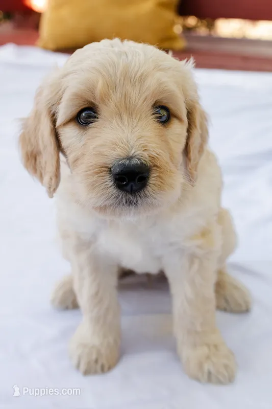 Honey – Goldendoodle, Miniature Aussiedoodle puppy for sale in Orchard City, CO