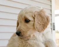 Honey, a female Goldendoodle and Miniature Aussiedoodle for sale in Orchard City, CO – 4 of 6