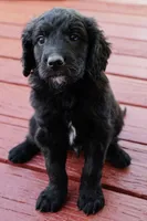 Peanut, a male Goldendoodle and Miniature Aussiedoodle for sale in Orchard City, CO – 6 of 7