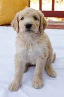 Sugar, a female Goldendoodle and Miniature Aussiedoodle for sale in Orchard City, CO – 6 of 7