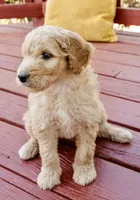 Biscuit, a female Goldendoodle and Miniature Aussiedoodle for sale in Orchard City, CO – 4 of 6