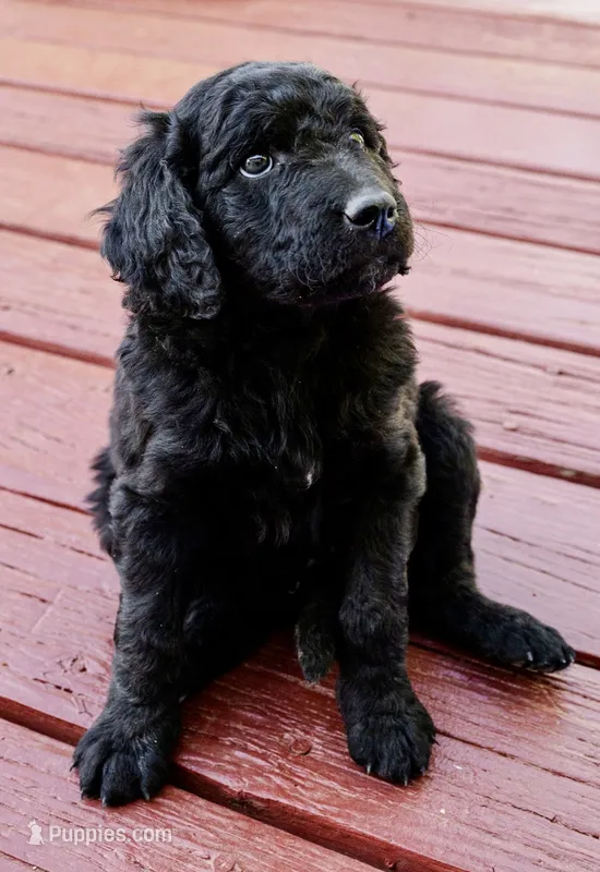 Cocoa Bean "Bean" – Goldendoodle, Miniature Aussiedoodle puppy for sale in Orchard City, CO