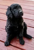 Cocoa Bean "Bean", a male Goldendoodle and Miniature Aussiedoodle for sale in Orchard City, CO – 1 of 7