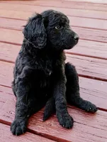Cocoa Bean "Bean", a male Goldendoodle and Miniature Aussiedoodle for sale in Orchard City, CO – 4 of 7