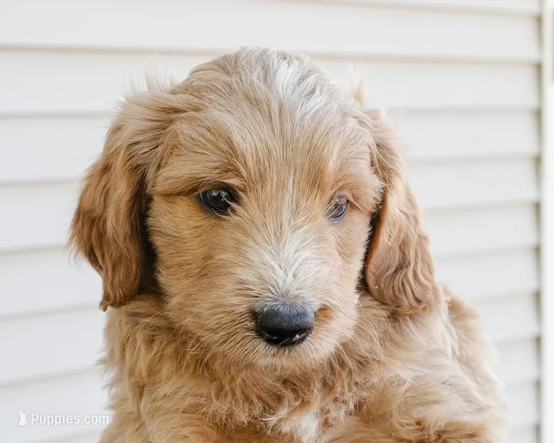 Cinnamon – Goldendoodle, Miniature Aussiedoodle puppy for sale in Orchard City, CO
