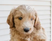 Cinnamon, a female Goldendoodle and Miniature Aussiedoodle for sale in Orchard City, CO – 2 of 6
