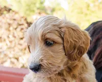 Cinnamon, a female Goldendoodle and Miniature Aussiedoodle for sale in Orchard City, CO – 5 of 6
