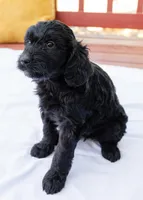 Cookie, a female Goldendoodle and Miniature Aussiedoodle for sale in Orchard City, CO – 3 of 7