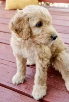 Biscuit, a female Goldendoodle and Miniature Aussiedoodle for sale in Orchard City, CO – 2 of 6