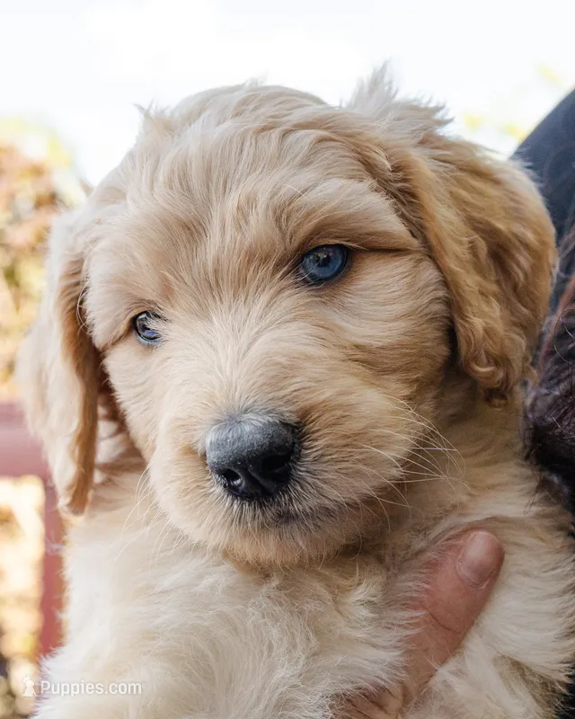 Sugar – Goldendoodle, Miniature Aussiedoodle puppy for sale in Orchard City, CO