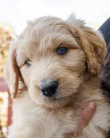Sugar, a female Goldendoodle and Miniature Aussiedoodle for sale in Orchard City, CO – 1 of 7