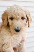 Biscuit, a female Goldendoodle and Miniature Aussiedoodle for sale in Orchard City, CO – 6 of 7