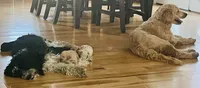 Peanut, a male Goldendoodle and Miniature Aussiedoodle for sale in Orchard City, CO – 2 of 7