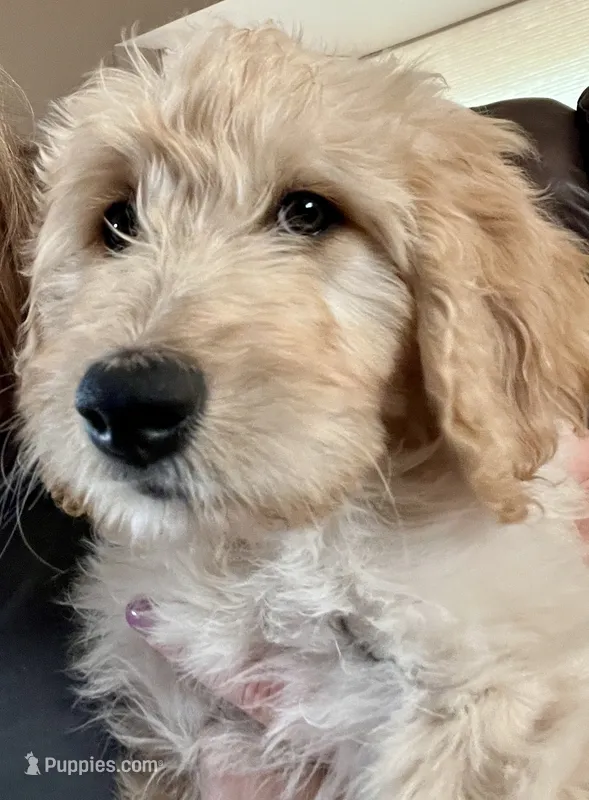 Honey – Goldendoodle, Miniature Aussiedoodle puppy for sale in Orchard City, CO
