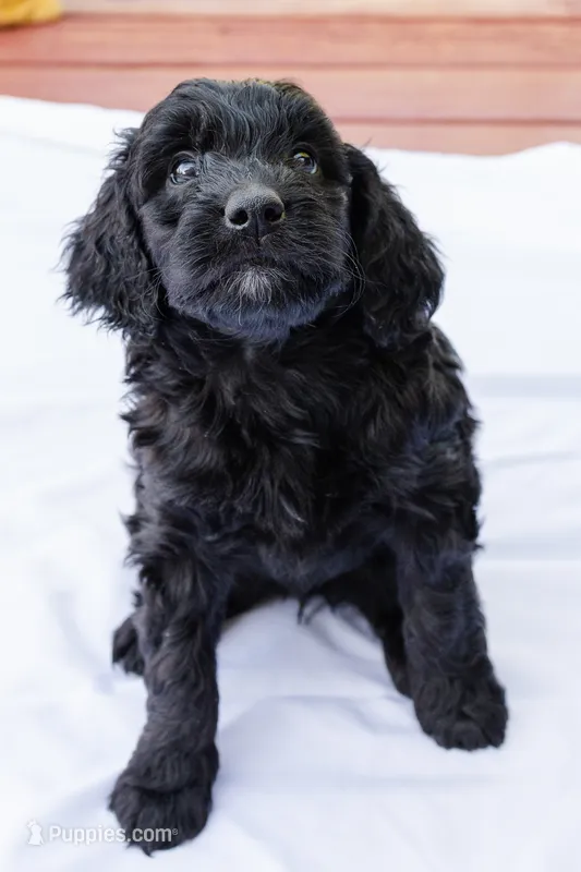 Cookie – Goldendoodle, Miniature Aussiedoodle puppy for sale in Orchard City, CO