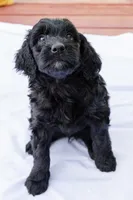 Cookie, a female Goldendoodle and Miniature Aussiedoodle for sale in Orchard City, CO – 1 of 7