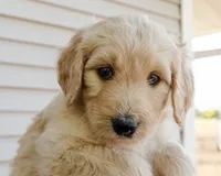 Honey, a female Goldendoodle and Miniature Aussiedoodle for sale in Orchard City, CO – 5 of 6