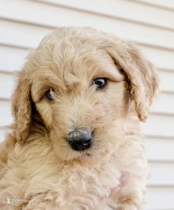 Biscuit – Goldendoodle, Miniature Aussiedoodle puppy for sale in Orchard City, CO