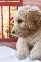 Sugar, a female Goldendoodle and Miniature Aussiedoodle for sale in Orchard City, CO – 2 of 7