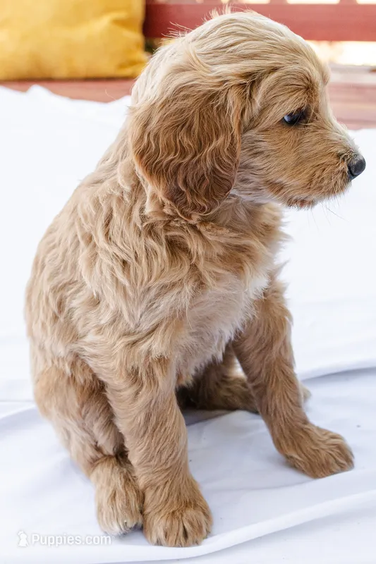 Cinnamon – Goldendoodle, Miniature Aussiedoodle puppy for sale in Orchard City, CO