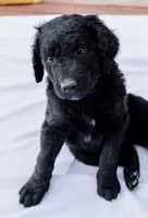 Cocoa Bean "Bean", a male Goldendoodle and Miniature Aussiedoodle for sale in Orchard City, CO – 3 of 7