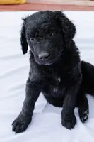 Cocoa Bean "Bean", a male Goldendoodle and Miniature Aussiedoodle for sale in Orchard City, CO – 6 of 7