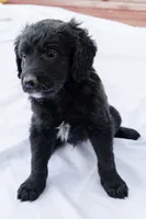 Peanut, a male Goldendoodle and Miniature Aussiedoodle for sale in Orchard City, CO – 1 of 7