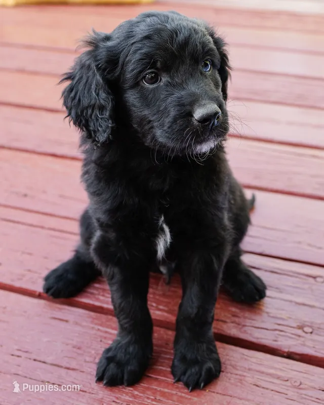 Peanut – Goldendoodle, Miniature Aussiedoodle puppy for sale in Orchard City, CO