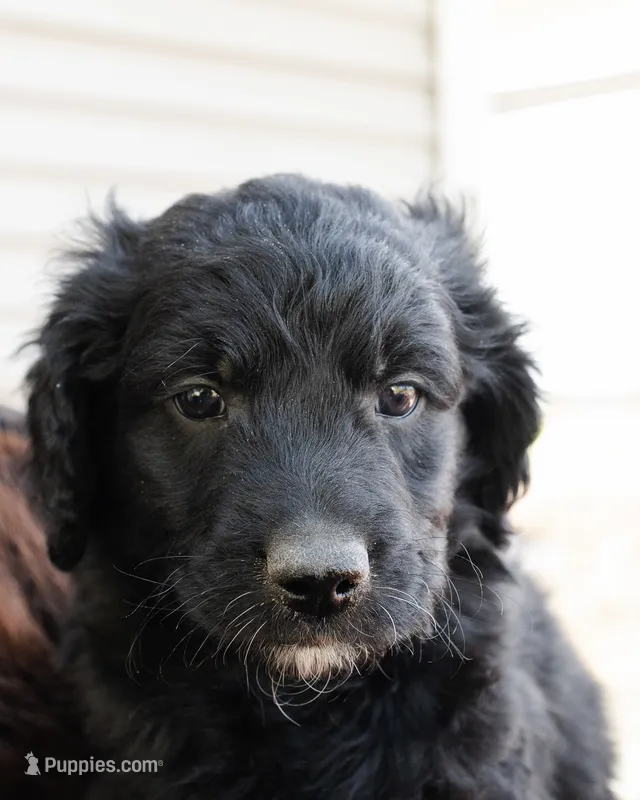 Peanut – Goldendoodle, Miniature Aussiedoodle puppy for sale in Orchard City, CO