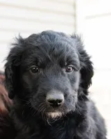 Peanut, a male Goldendoodle and Miniature Aussiedoodle for sale in Orchard City, CO – 5 of 7