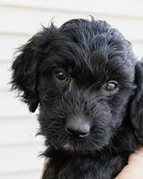 Cookie, a female Goldendoodle and Miniature Aussiedoodle for sale in Orchard City, CO – 4 of 7