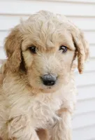 Biscuit, a female Goldendoodle and Miniature Aussiedoodle for sale in Orchard City, CO – 3 of 6