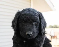 Cocoa Bean "Bean", a male Goldendoodle and Miniature Aussiedoodle for sale in Orchard City, CO – 4 of 7