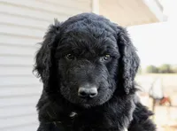 Cocoa Bean "Bean", a male Goldendoodle and Miniature Aussiedoodle for sale in Orchard City, CO – 2 of 7