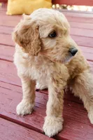 Biscuit, a female Goldendoodle and Miniature Aussiedoodle for sale in Orchard City, CO – 7 of 7