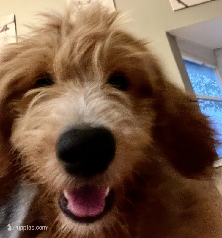 Cinnamon – Goldendoodle, Miniature Aussiedoodle puppy for sale in Orchard City, CO