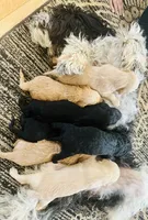 Cinnamon, a female Goldendoodle and Miniature Aussiedoodle for sale in Orchard City, CO – 3 of 6