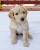 Sugar, a female Goldendoodle and Miniature Aussiedoodle for sale in Orchard City, CO – 3 of 7
