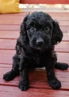 Cookie, a female Goldendoodle and Miniature Aussiedoodle for sale in Orchard City, CO – 6 of 7