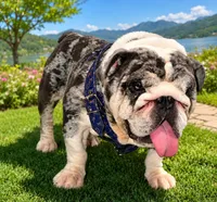 Grinch , a male English Bulldog for sale in Hillsboro, TX – 2 of 4
