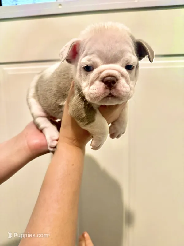 Mini  – English Bulldog puppy for sale in Hillsboro, TX