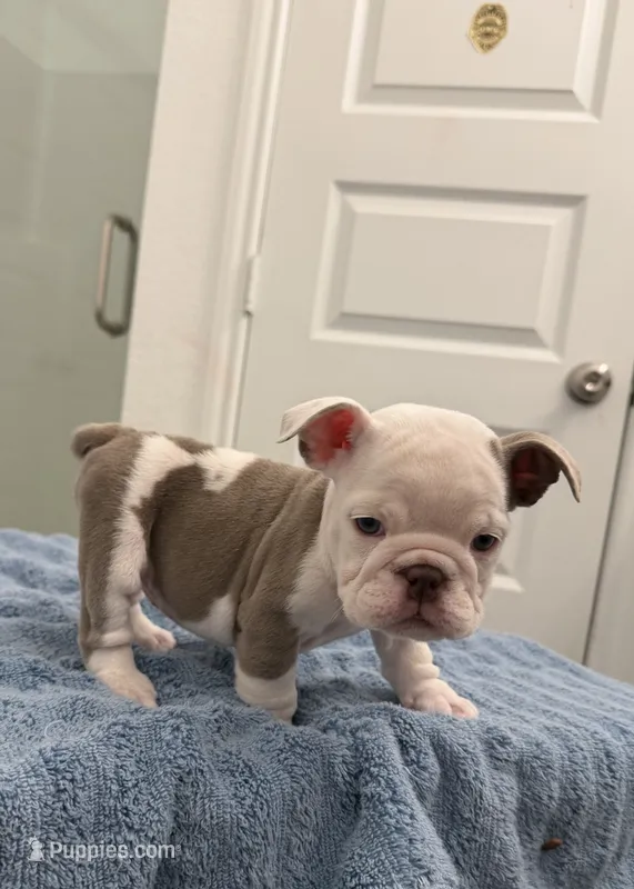 Mini  – English Bulldog puppy for sale in Hillsboro, TX